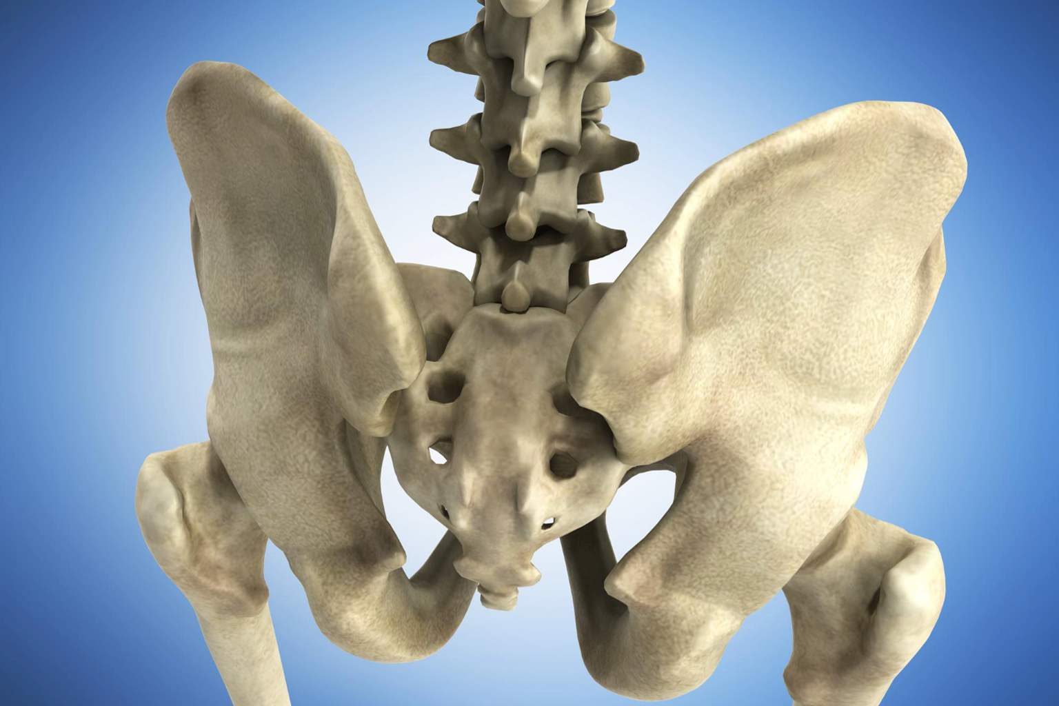 Two major changes in the human pelvis helped our ancestors walk upright