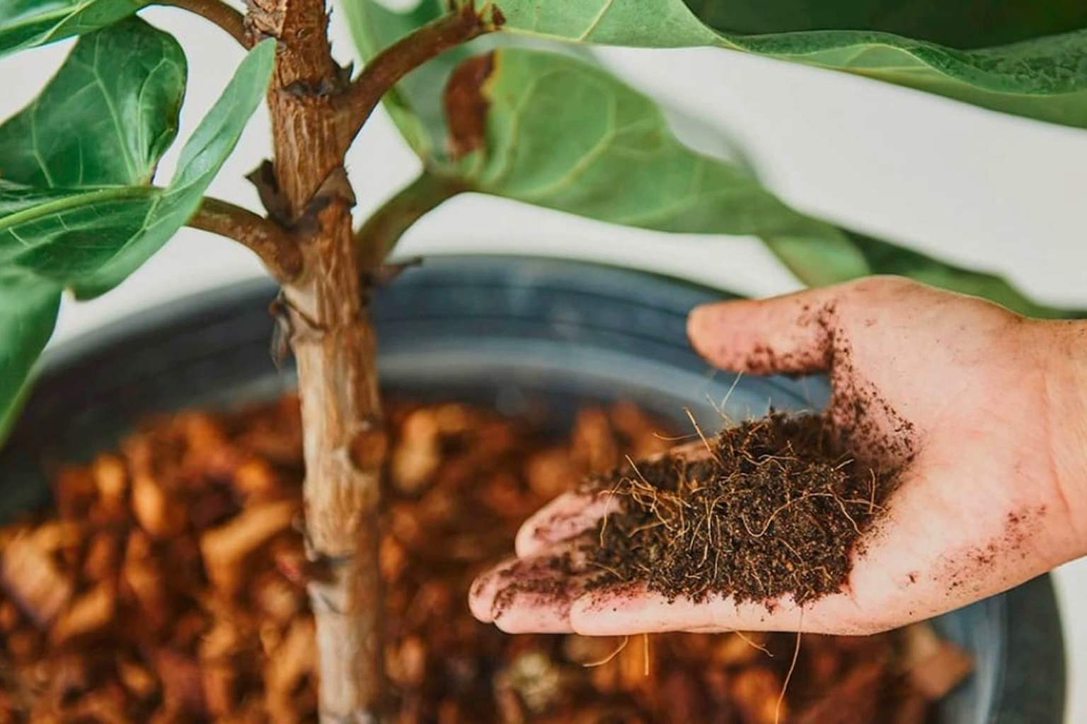 Coffee grounds in your plants: a gardener finally reveals what no one dares to say