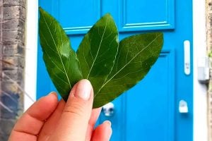 Experts reveal what happens when you put a bay leaf on your door