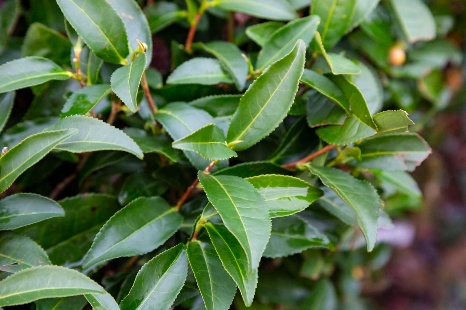 How laurel leaves in your cleaning water can transform your home naturally